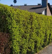 News 2370 — Emondate des haies, élagage des arbres, parcelles incultes